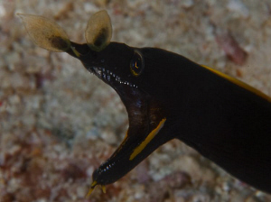 Juvenile ribbon eel. by Charles Wright 